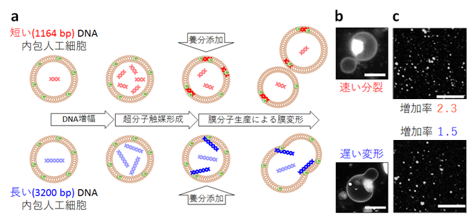 神奈川大学　総合理学研究所 菅原正客員教授らの研究グループが、人工細胞において、DNAの長さが分裂を制御することを解明。その研究成果が英国Nature姉妹誌の『Scientific Reports』に掲載された。