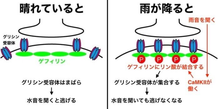 青山学院大学理工学部化学・生命科学科 平田普三教授らが、動物が行動を変える分子メカニズムを解明