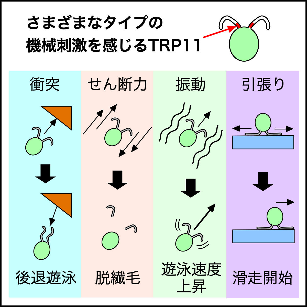 「動く繊毛」が運動装置であると同時に感覚器でもあることが明らかに