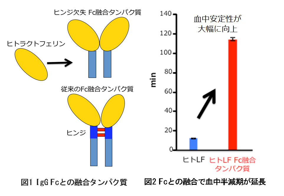 副作用の少ない抗がん剤などへ応用可能なヒトラクトフェリンFc融合タンパク質の特許を取得 -- 東京工科大学