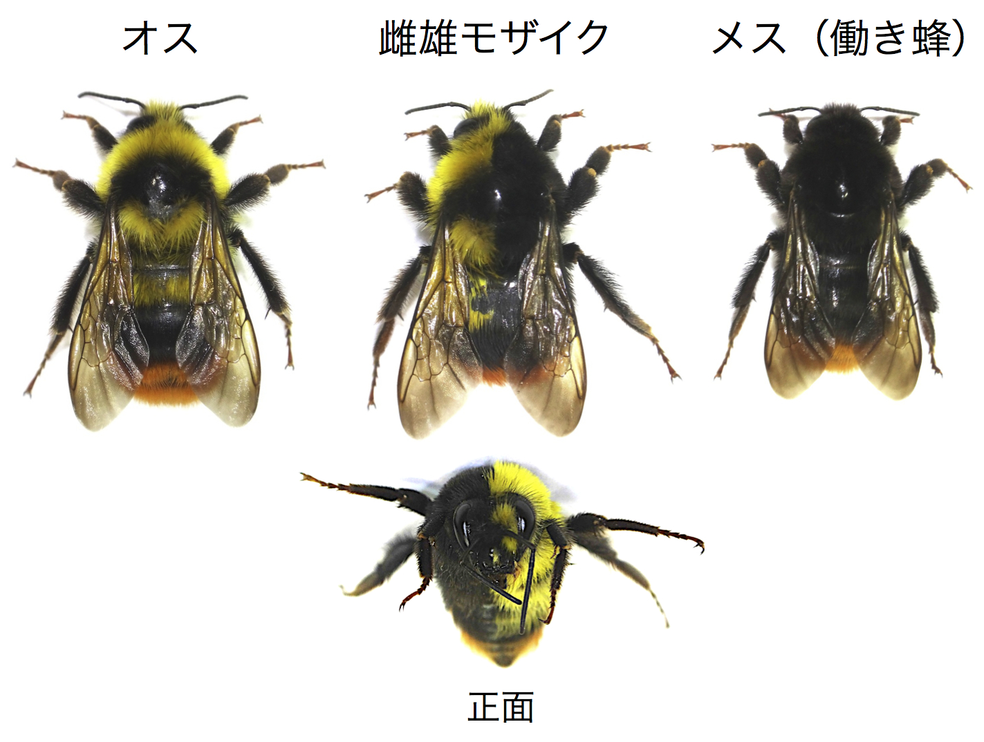 多角的な検討は世界初 玉川大学大学院農学研究科「見た目は左右で雄雌が半々。中身もそうとは限らない」 -- マルハナバチの性モザイク個体で体表と体内の性の不一致を確認 -- 欧州の科学雑誌