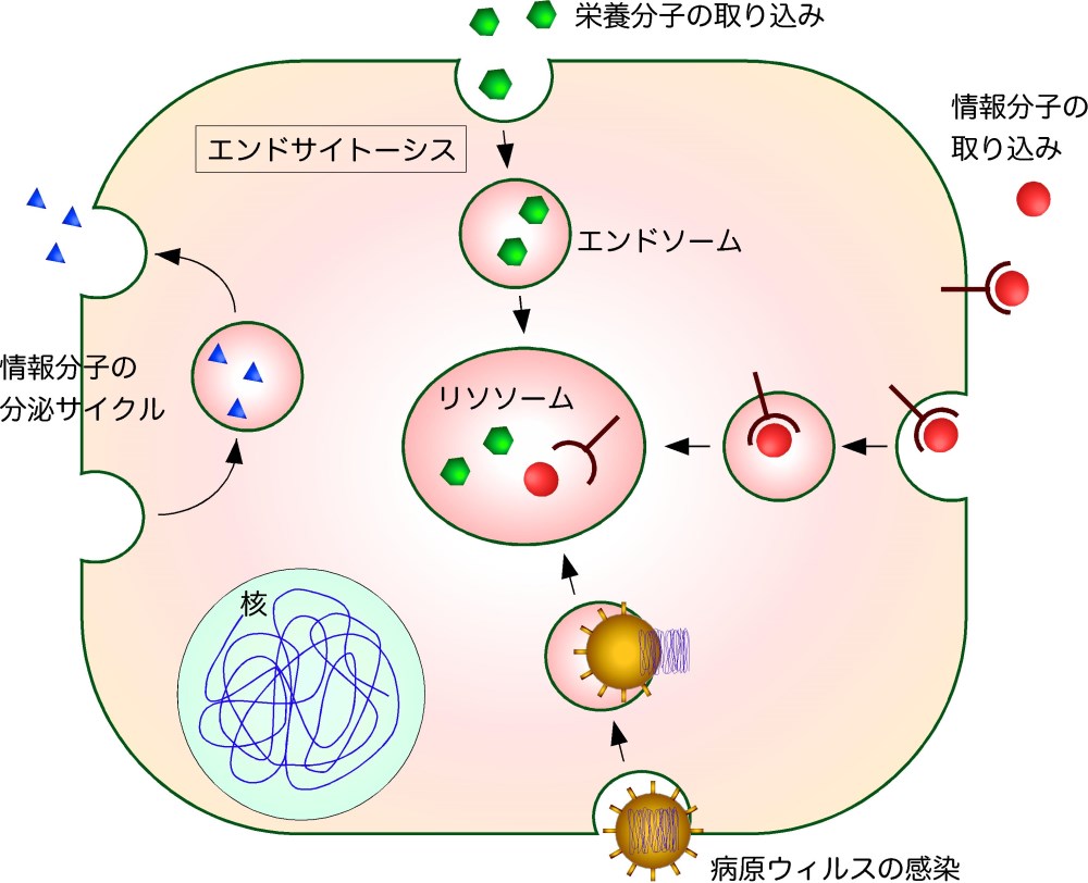 細胞が外部から分子を取り込む機構の新しいメカニズムの発見～アクチン細胞骨格によるエンドサイトーシスの制御機構を解明 -- 東京工科大学