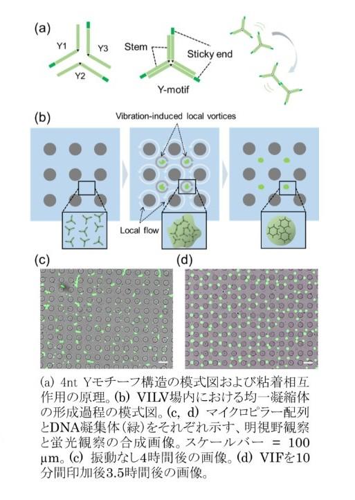均一サイズの生体分子凝集体の生成・集積制御を実現～マイクロチップの振動により「微小渦群」を発生させDNAナノ構造の凝集体形成制御に応用～