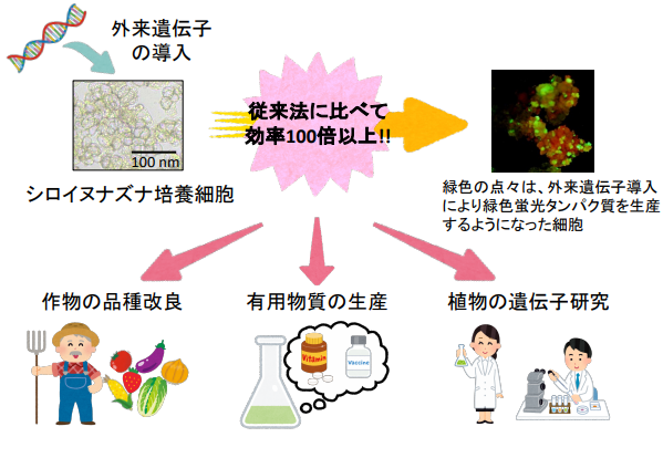 細胞への遺伝子導入効率が100倍に！新しい培養方法でゲノム研究を大きく進める手法開発 -- 摂南大学