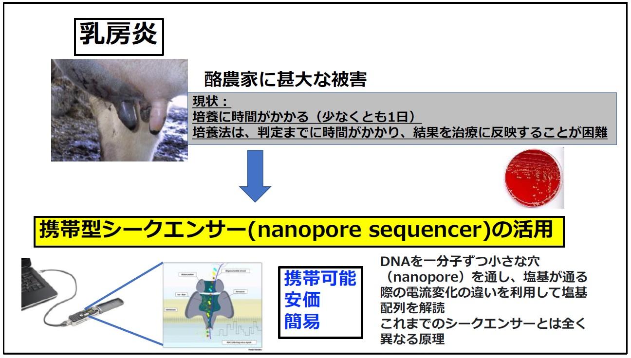 酪農学園大学獣医学群獣医学類の臼井優教授らの研究グループが携帯型シークエンサーにより乳房炎原因菌をその日のうちに判定できる方法を開発しました。