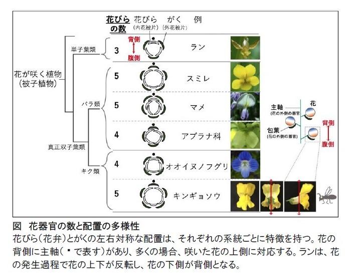 花の形の多様性を創出する原理を発見 ～左右対称な花を形づくる仕組みを計算機シミュレーションから予測 -- 大阪大学