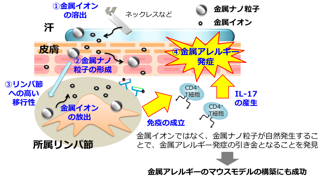 世界初！マウス実験モデルを確立　金属アレルギー発症原因の解明に光 ～予防・治療法の開発、安全な金属ナノ粒子の開発に貢献 -- 大阪大学