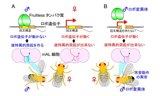 脳と行動の雌雄を分かつ遺伝子のスイッチを発見　～ショウジョウバエでの研究成果 -- 東北大学