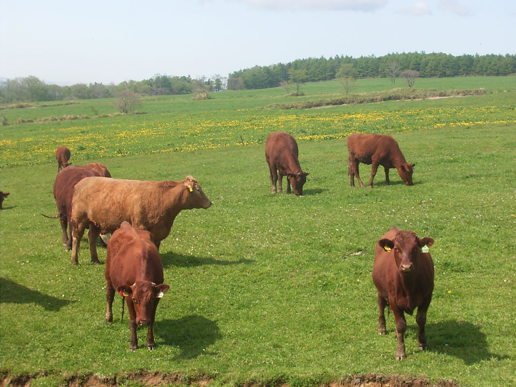 北里大学獣医学部附属フィールドサイエンスセンター八雲牧場が、肉用牛で日本初の「有機畜産物ＪＡＳ基準」認定