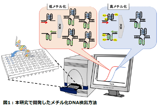 がんを簡単に調べられる新しいメチル化DNAの測定法を開発 -- 東京工科大学