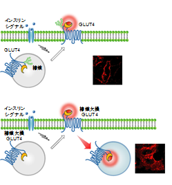 糖を運ぶタンパク質の挙動を可視化 -- 2型糖尿病発症のメカニズムに迫る -- 大阪大学