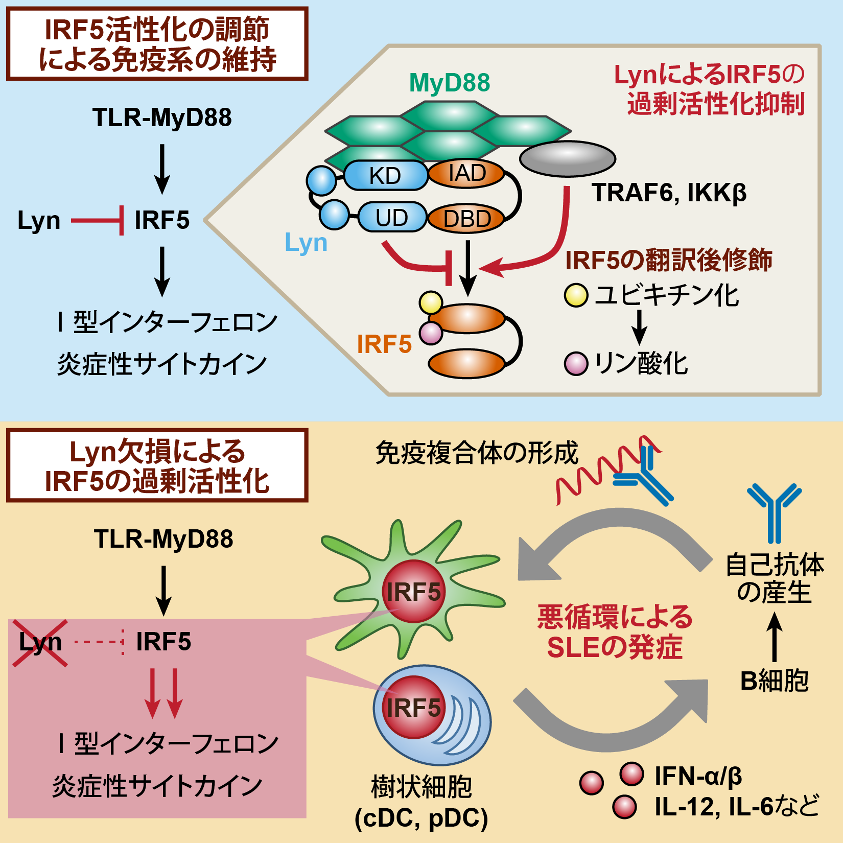 自然免疫の過剰な反応を防ぐ新たなしくみを発見し、その破綻と自己免疫疾患の関わりを解明　～米国科学雑誌『Immunity』に掲載～横浜市立大学