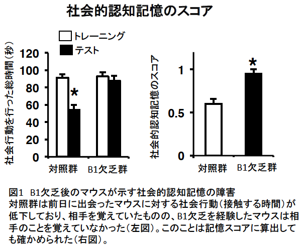 ビタミンB1欠乏による記憶能力障害のメカニズムを発見 -- ビタミンB1欠乏により脳の海馬が障害を受けて記憶できなくなる -- 東京農業大学