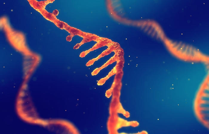 ヒト細胞内でRNA分解時に働く因子の役割を解明　細胞内におけるRNA分解機構の全容解明に期待