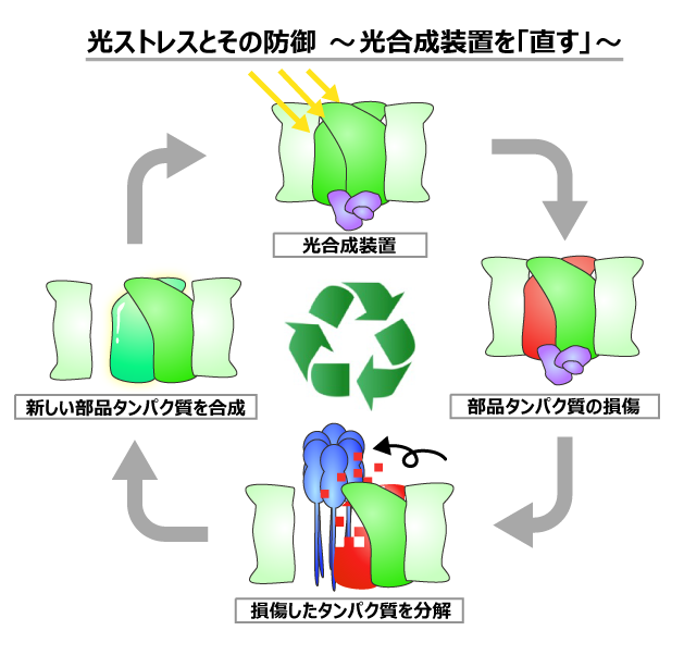 光合成反応における光損傷と修復のメカニズム解明 ～傷ついたタンパク質を見つけて分解するしくみを明らかに～--摂南大学