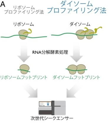 【京都産業大学】タンパク質の翻訳中に細胞の中でリボソームが交通渋滞を起こす要因を解明-- 米国科学誌Cell Reportsに掲載