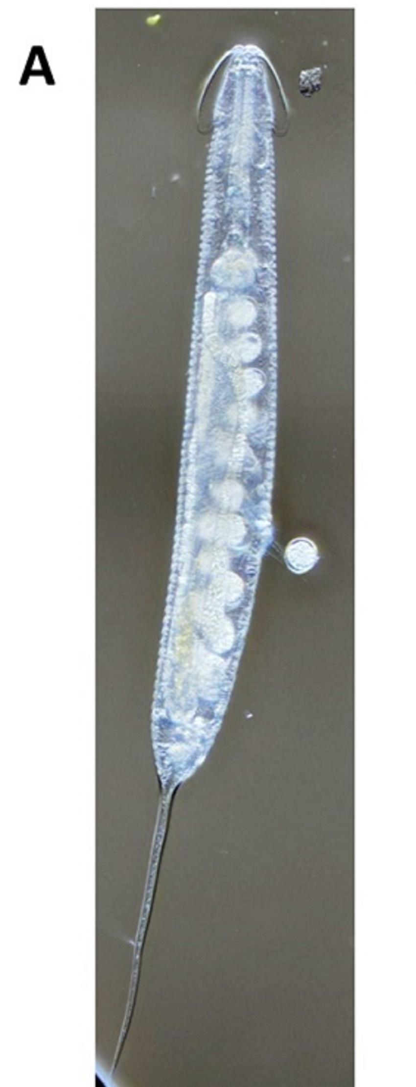 【中部大学】外来種ヤスデとともに日本にやってきた寄生性線虫を発見 新種「ビアトルムviatorum（ラテン語）：旅行者（日本語）」と命名（長谷川浩一教授）