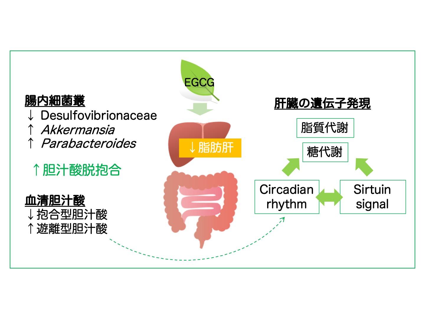 緑茶カテキンEpigallocatechin-3-gallate（EGCG）は腸内細菌叢と胆汁酸との相互作用を調節して脂肪性肝疾患を改善