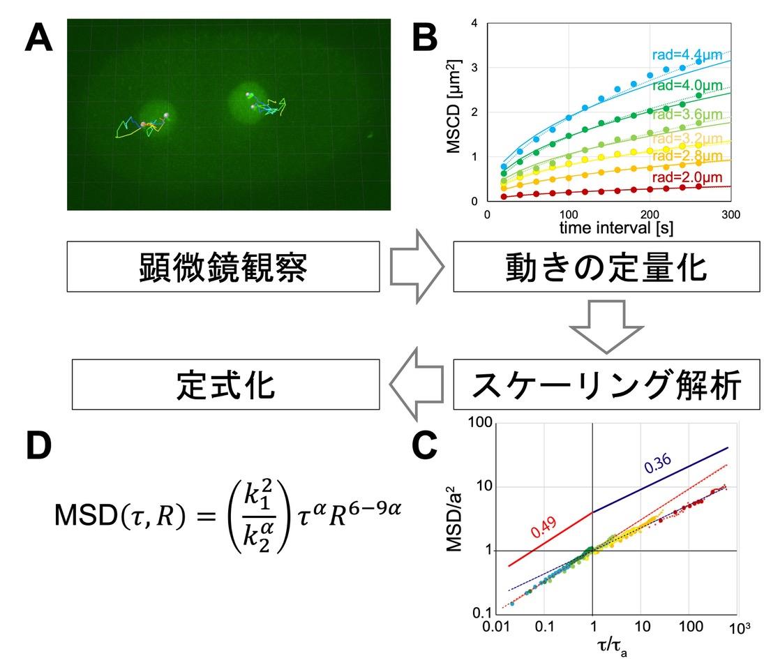 青山学院大学 坂上貴洋教授(理工学部物理科学科)が、国立遺伝学研究所との共同研究で、遺伝子の運動を支配する物理法則 「細胞内の染色体の動きを表す数式」を発見