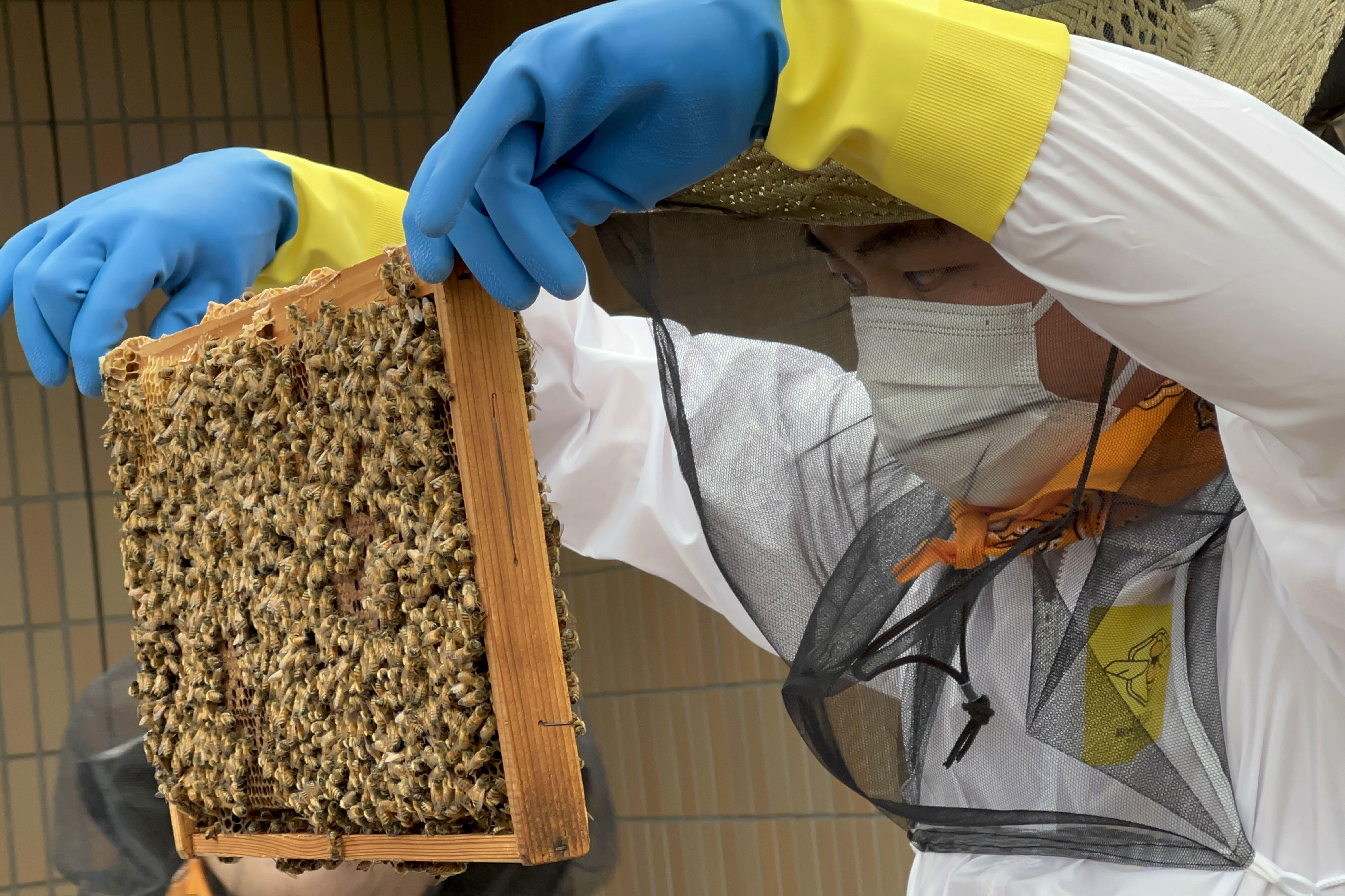 明海大学学生による都市型養蜂「うらやすハニープロジェクト」、放蜂式でミツバチを浦安の空へ