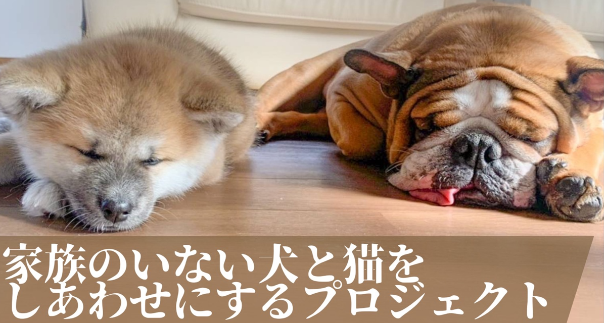 日本獣医生命科学大学が「家族のいない犬と猫をしあわせにするプロジェクト」のクラウドファンディングを開始 -- 募集期間は1月20日から3月16日