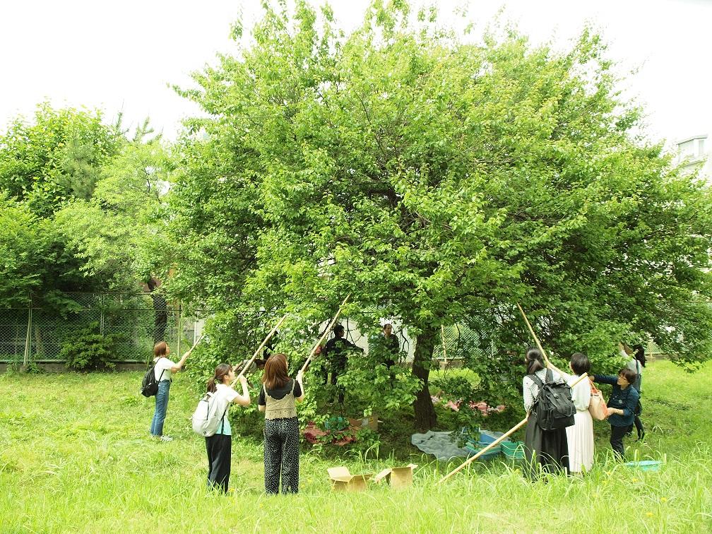 今年で5年目となる相模女子大学オリジナル梅酒「翠想」の製造が始まりました。