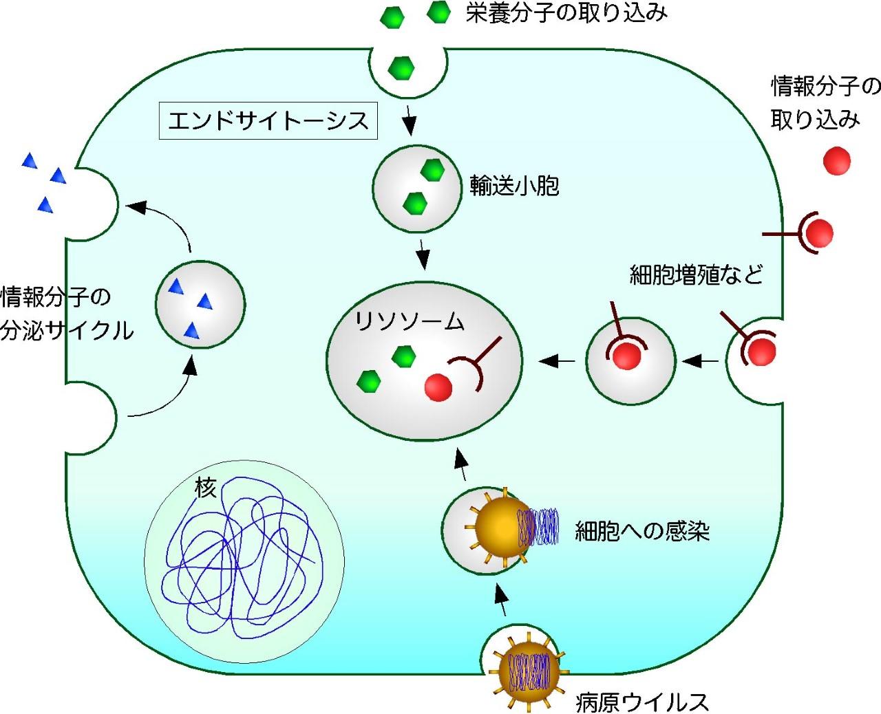 細胞が物質を取り込む現象（エンドサイトーシス）の新しい制御機構の発見 ～Eps15/Pan1によるエンドサイトーシスの制御機構を解明～