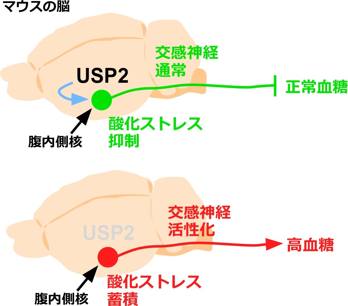 酪農学園大学の北村浩教授らが、血糖値を調節する脳の酵素を発見 -- 糖尿病や脳神経疾患の治療に期待