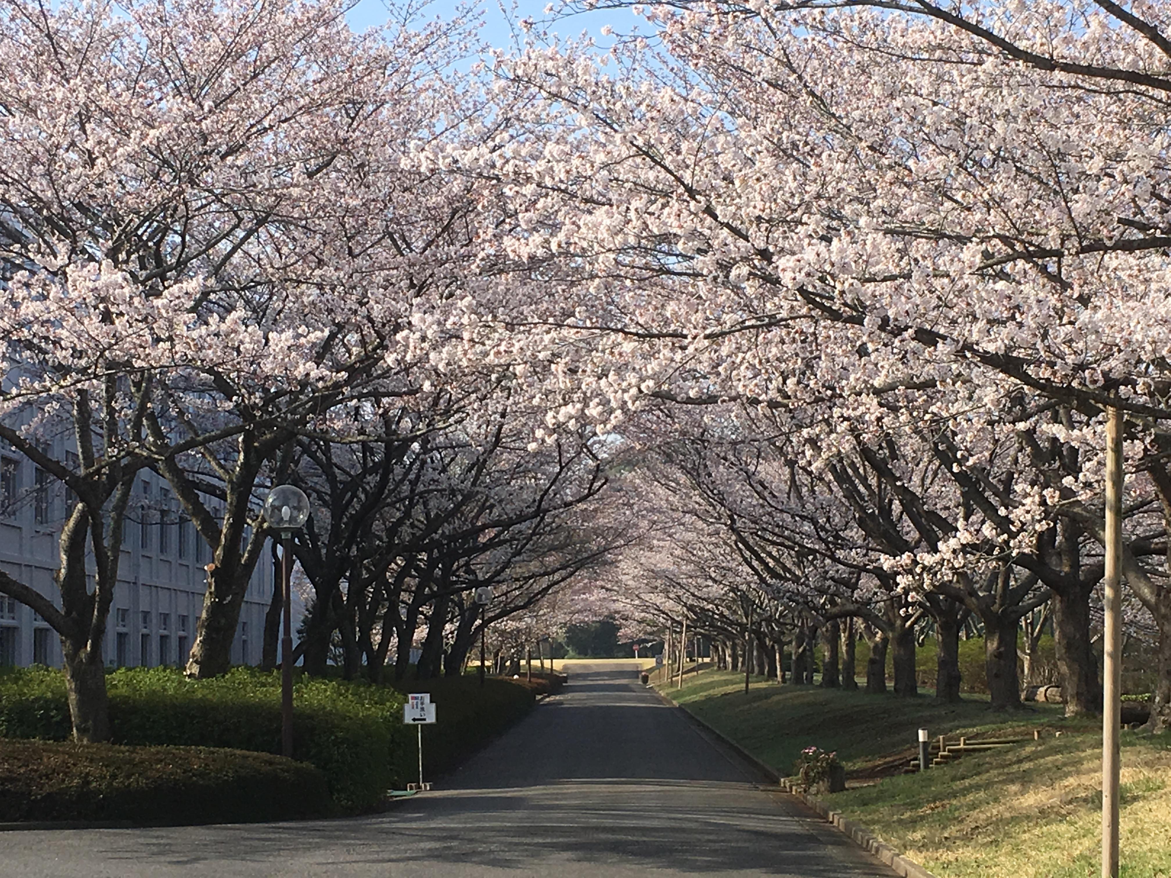 川村学園女子大学　桜の公開について