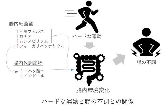 ''ランナー下痢''の解明に手掛かり 長時間・高強度な運動で腸内細菌に変化 -- 摂南大学・井上教授ら