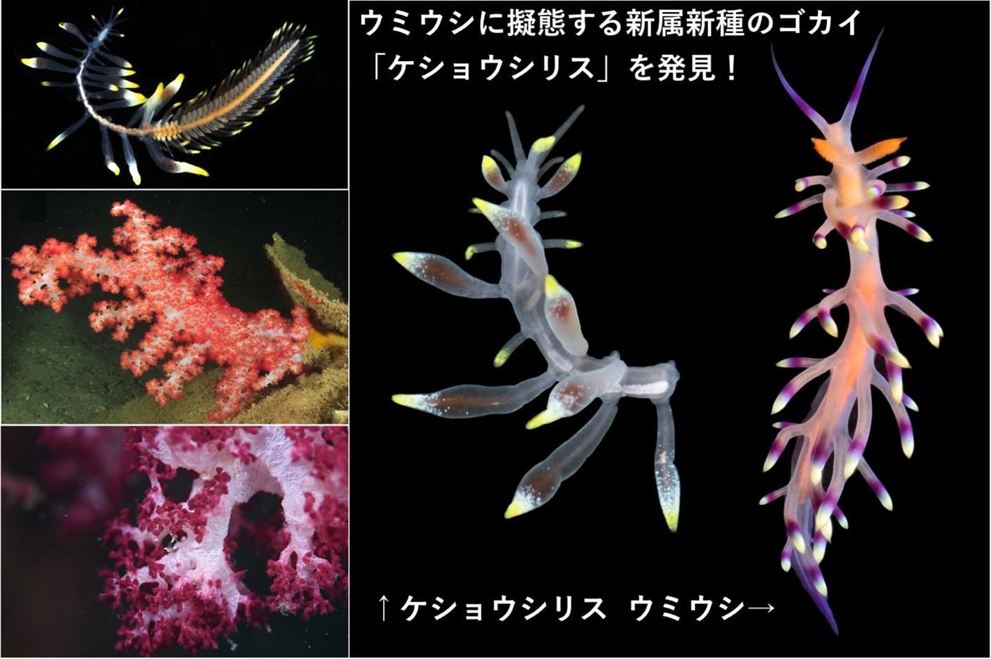 【名古屋大学】ウミウシ？いいえ、ゴカイです　〜ウミウシに擬態する新属新種のゴカイを世界で初めて発見〜