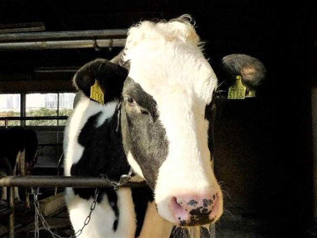 麻布大学、飼育時のストレスに配慮した新牛舎を起工～2022年9月末の使用開始を目指して牛に優しい環境を整備～