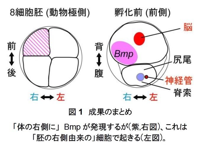 1世紀前からの謎を解明、動物の左右をつくる新しい原理を発見 -- 背腹をつくるしくみを利用した左右形成 ～大阪大学