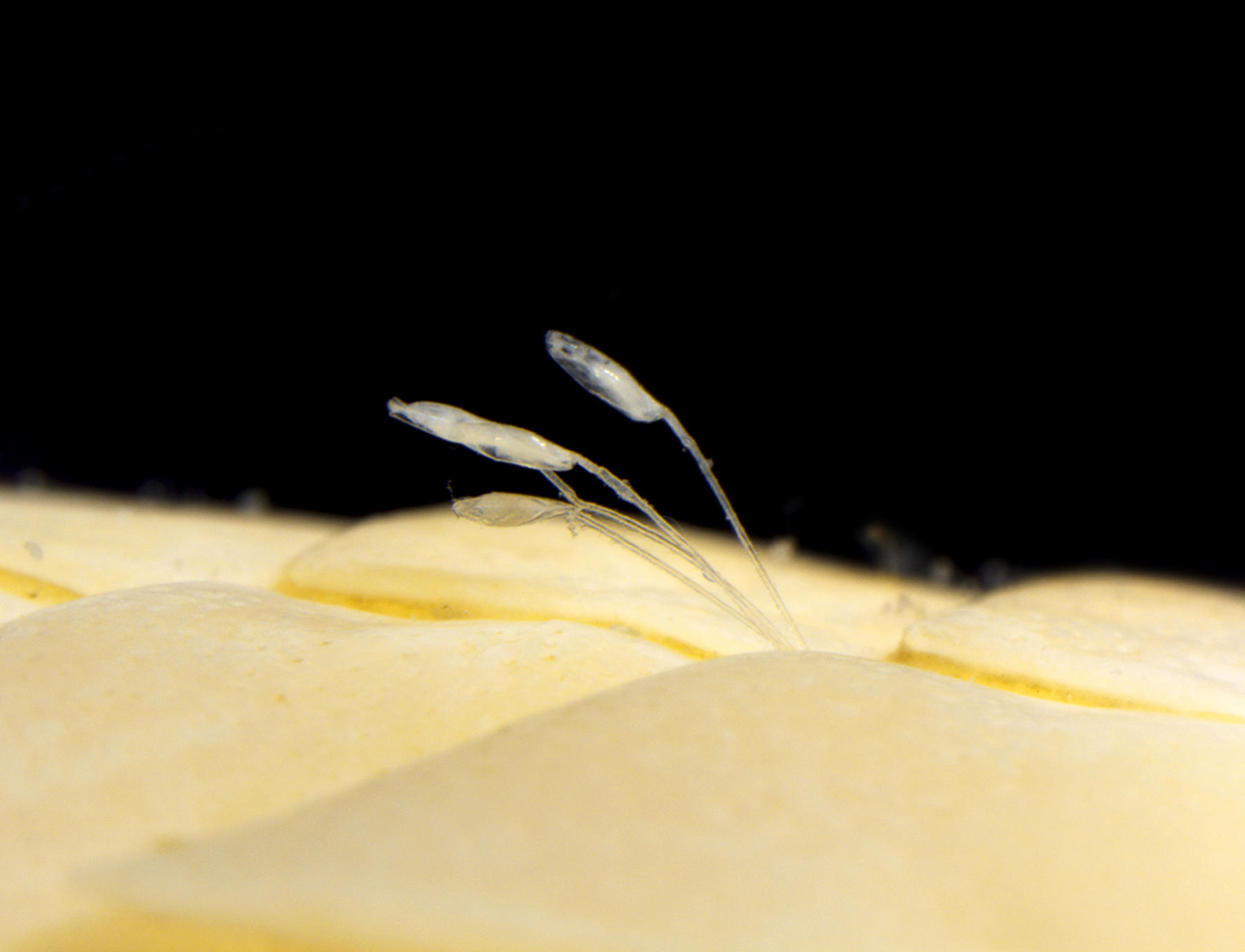 コケムシの新種5種を発表　オオグソクムシの体表に付着する種など -- 北里大学