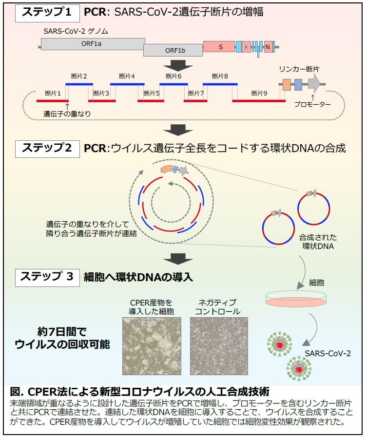 数ヶ月を2週間に！　迅速・簡便な新型コロナウイルス人工合成技術を開発 -- 新型コロナウイルス関連研究の加速化に貢献