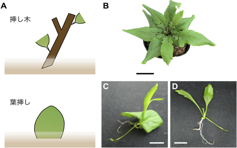 【京都産業大学】挿し木などに応用される植物の生殖方法「栄養繁殖」のメカニズムを解明 -- Plant and Cell Physiology誌に掲載