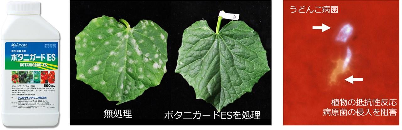 昆虫寄生菌が病原菌も抑えるメカニズムを解明　微生物農薬1剤で害虫と病気を防除 -- 摂南大学