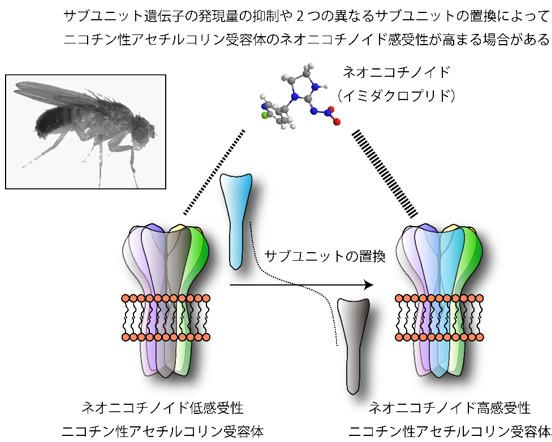 ネオニコチノイド系殺虫剤の新しい作用機構を解明　薬剤への抵抗性獲得に関するこれまでの常識を覆す仕組みも発見