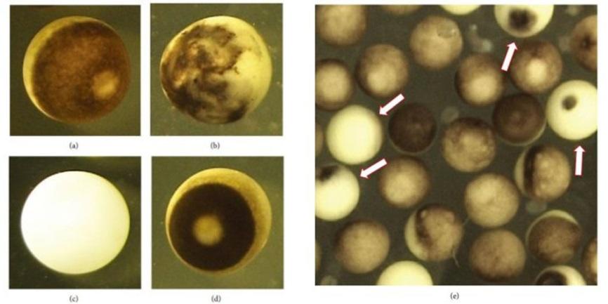 【京都産業大学】アフリカツメガエル未受精卵の死のメカニズムを解明 -- BioMed Research International誌に掲載