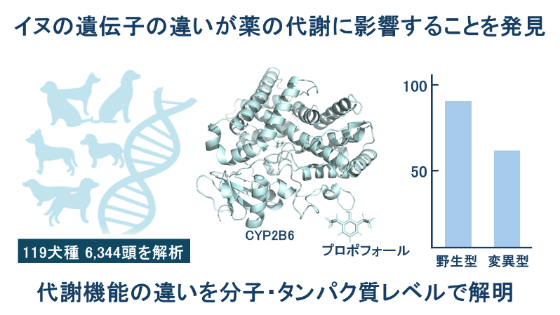 イヌの薬物代謝の個体差における原因の一端を解明－CYP2B6解析でヒトやイヌの安全な薬物治療の発展に貢献－