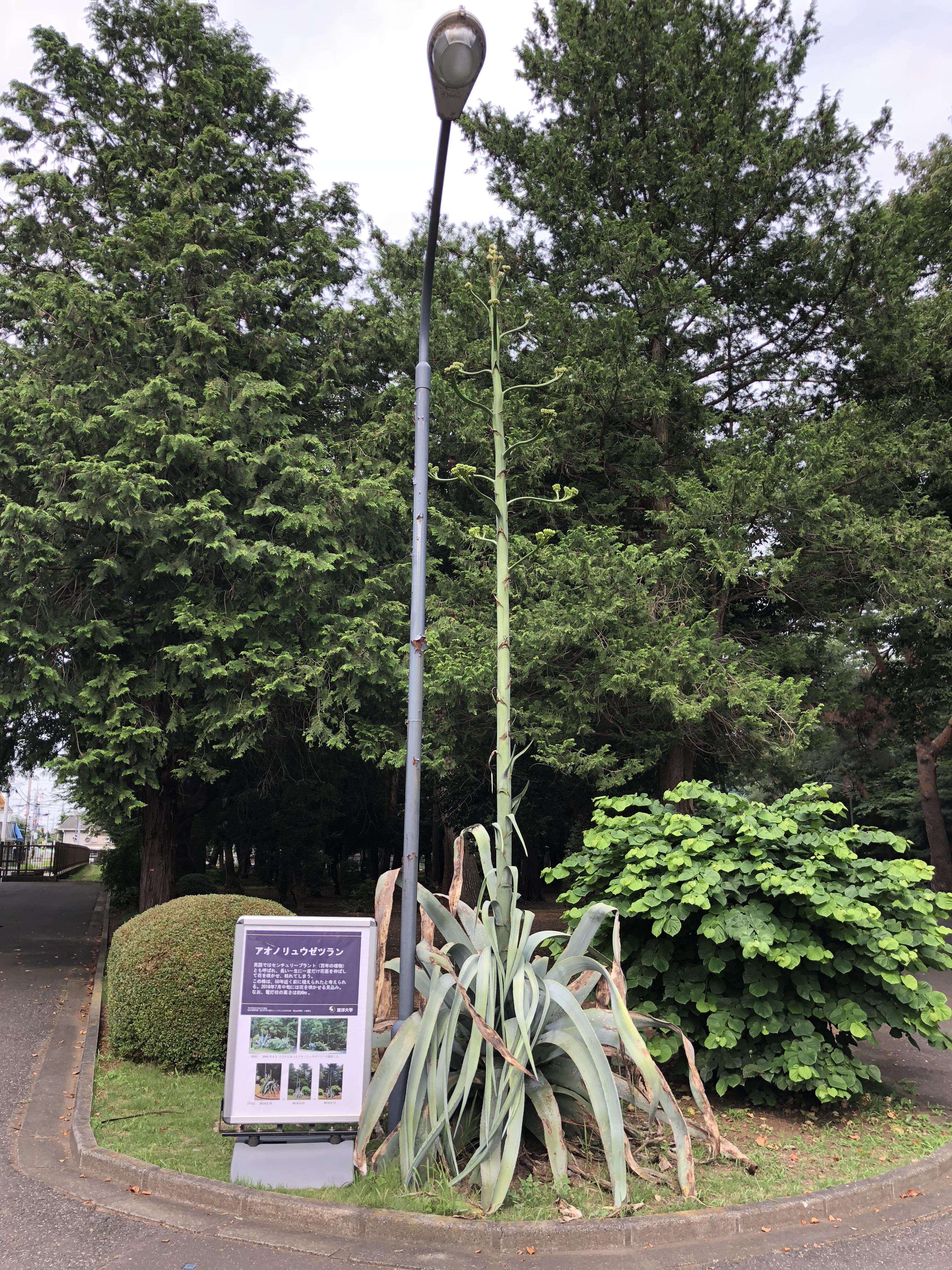 50年の一生に一度だけ咲くと言われている巨大植物「アオノリュウゼツラン」が東洋大学川越キャンパスでまもなく開花