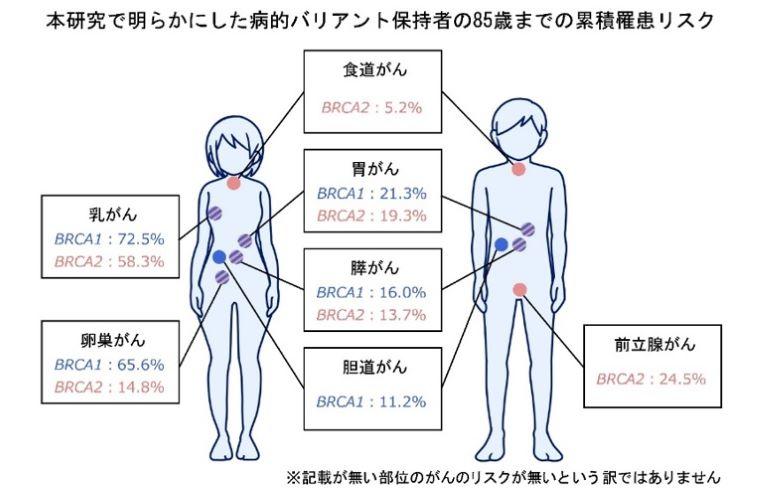 10万人以上を対象としたBRCA1/2遺伝子の14がん種を横断的解析 -- 東アジアに多い3がん種へのゲノム医療の可能性