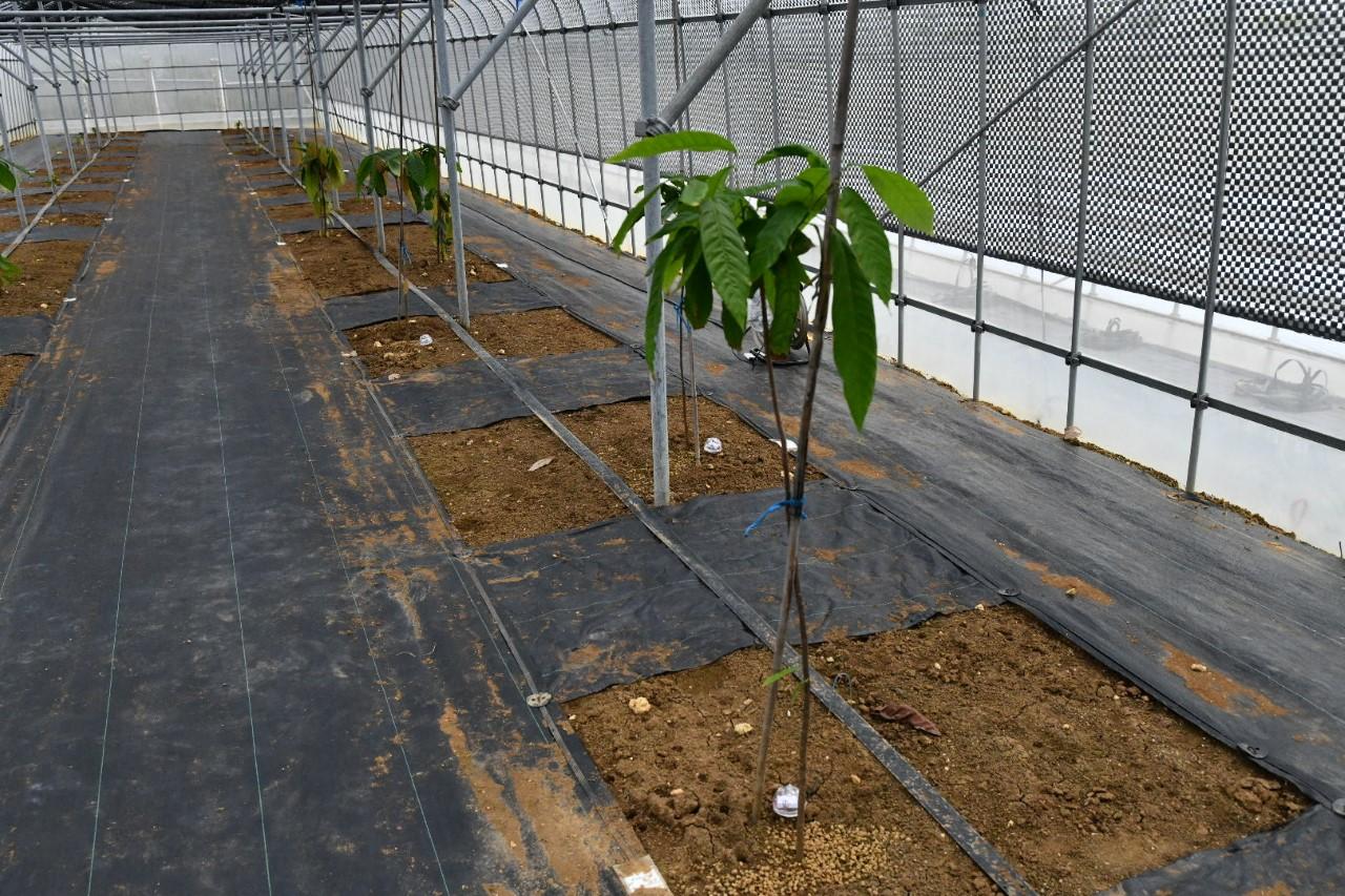 産学農共同プロジェクト ガーナ等の貧困農業国における持続可能な農業を支援 樹液発電を用いたワイヤレス植物モニタリングセンサシステム沖縄県宮古島で実証実験を開始 -- 立命館大学