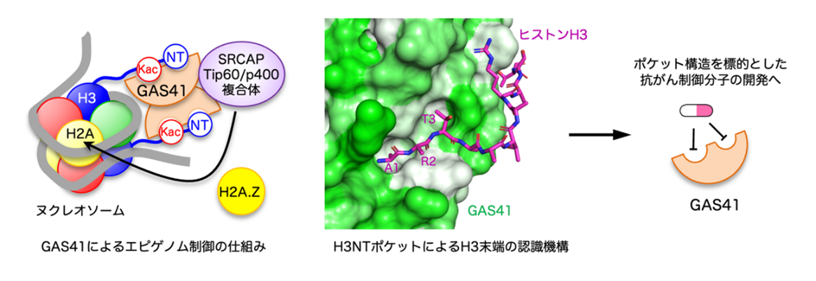 【東京薬科大学】エピゲノム修飾の位置を端から数える仕組み--がん制御に向けた創薬標的ポケットの発見--