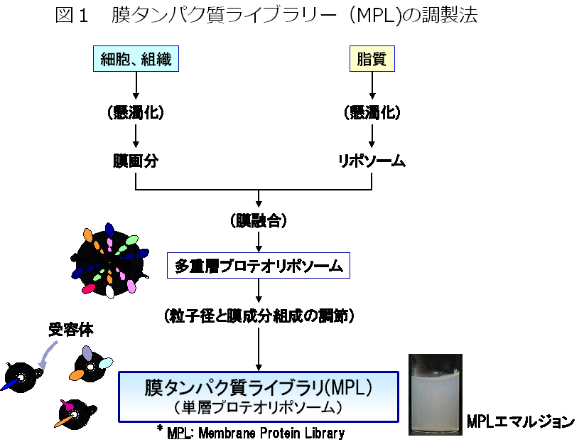 血管新生関連疾患の標的となるサリューシン－β受容体の発見（新規リガンド・受容体解析技術による未知受容体の発見） -- 北里大学