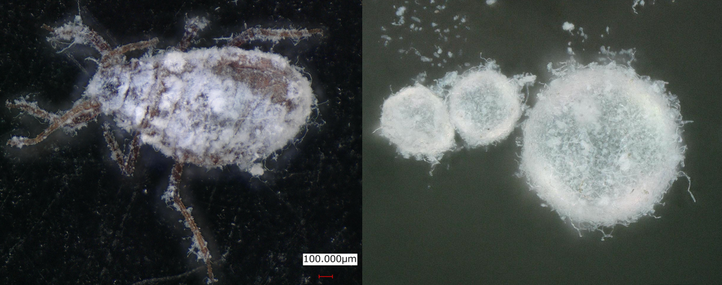 外はサラサラなのに 中はトロ～　ハチミツの粉体化技術を開発 -- 大阪工業大学