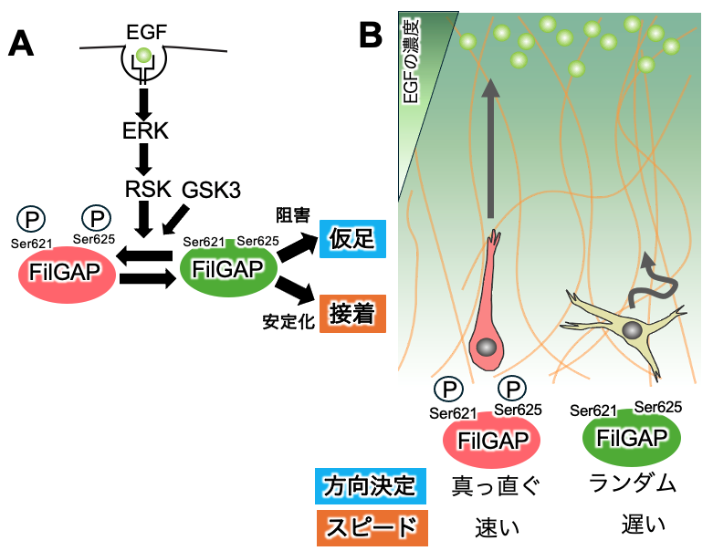 がん細胞が進行方向を決める仕組みを解明--北里大学