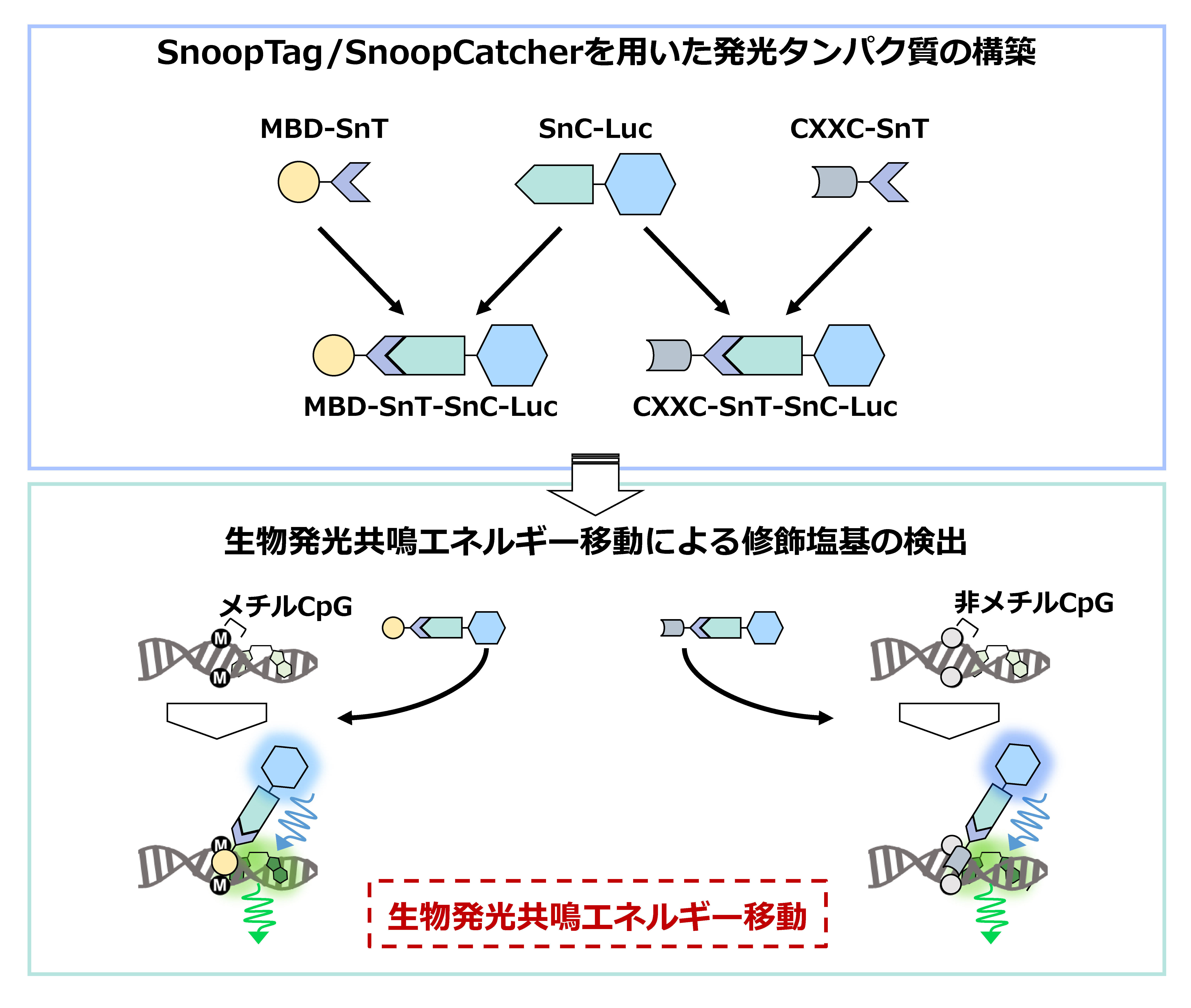 ゲノムDNA中の各種修飾塩基を測定する発光タンパク質構築法を開発～がんなどの簡易診断への応用に期待～東京工科大学応用生物学部