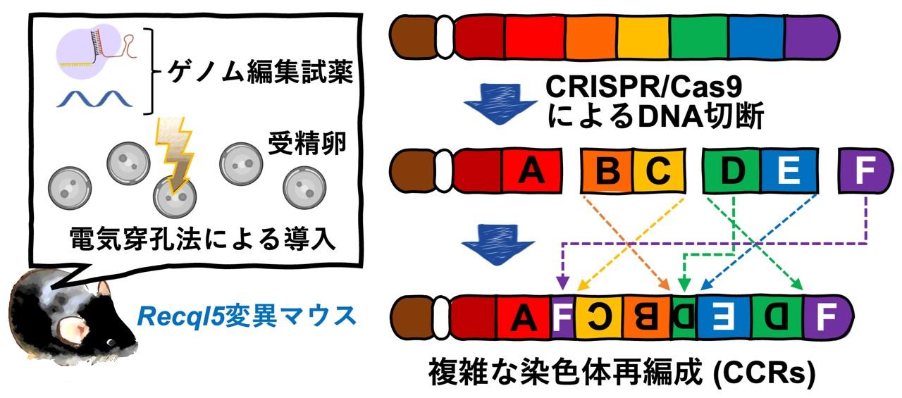【中部大学】世界初、難しかった３個以上の染色体断片を結合させることに動物実験で成功--壊れた遺伝子を修復する技術の開発を目指す--