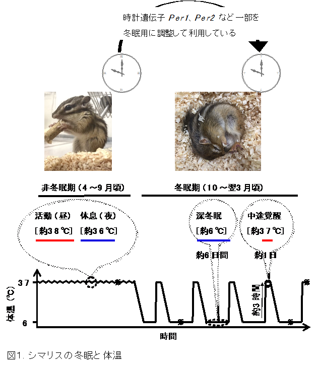 冬眠中のシマリスは周期的に目覚め、その時に止まっていた肝臓の体内時計が部分的に再開する 〜冬眠する哺乳類に特異な時計遺伝子の発現サイクルを発見〜 北里大学